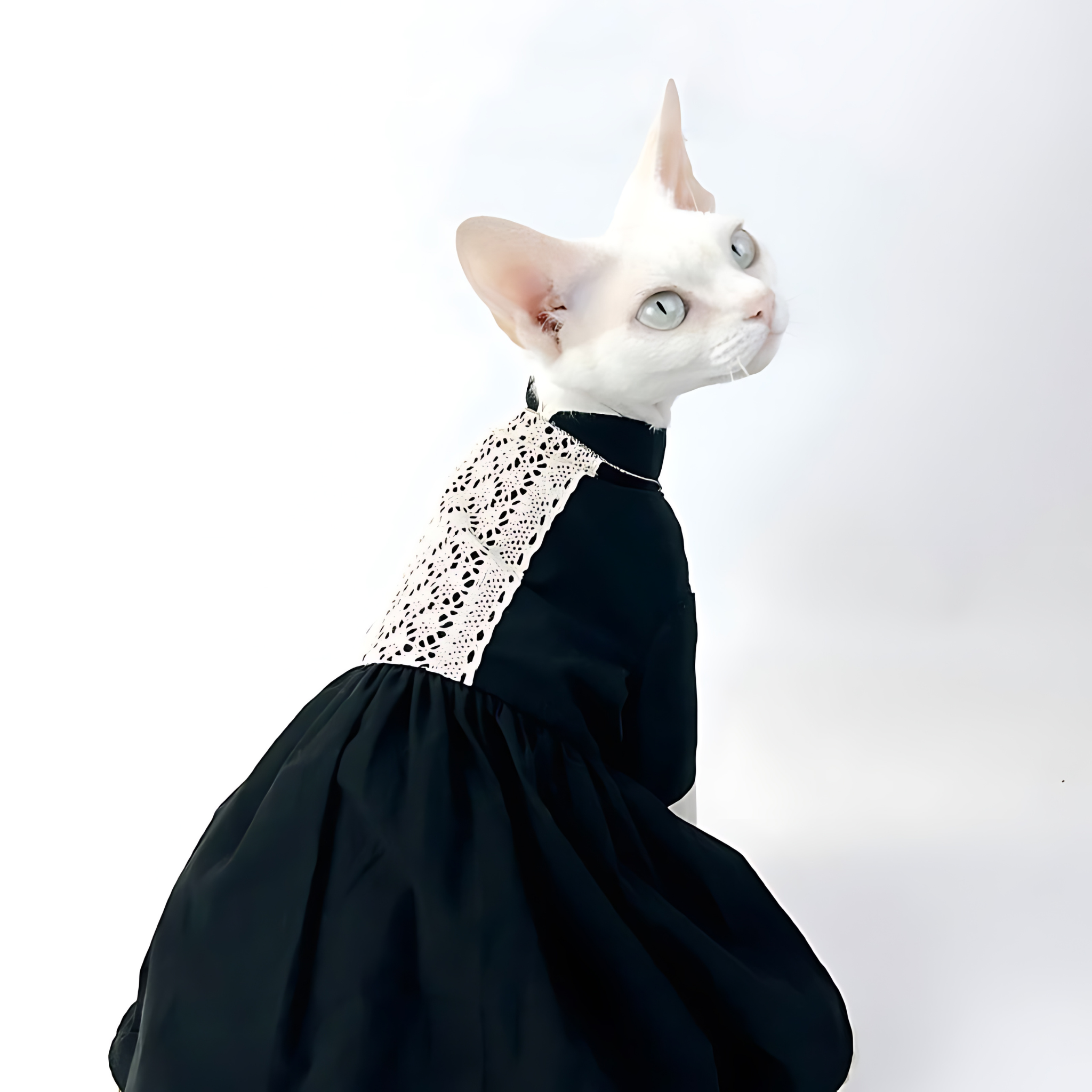 エレガントキャット・ブラックレースワンピース