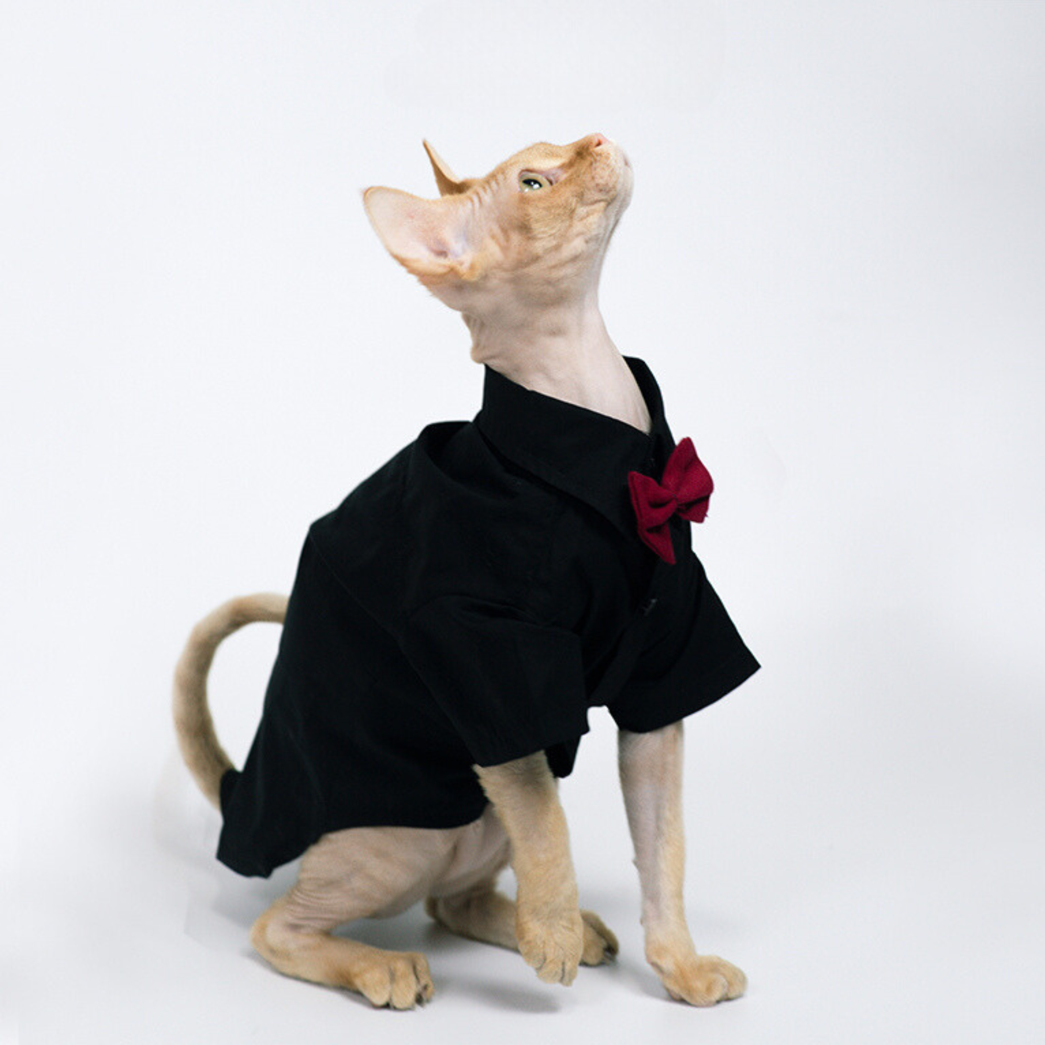 ロイヤルコンフォートキャットシャツ