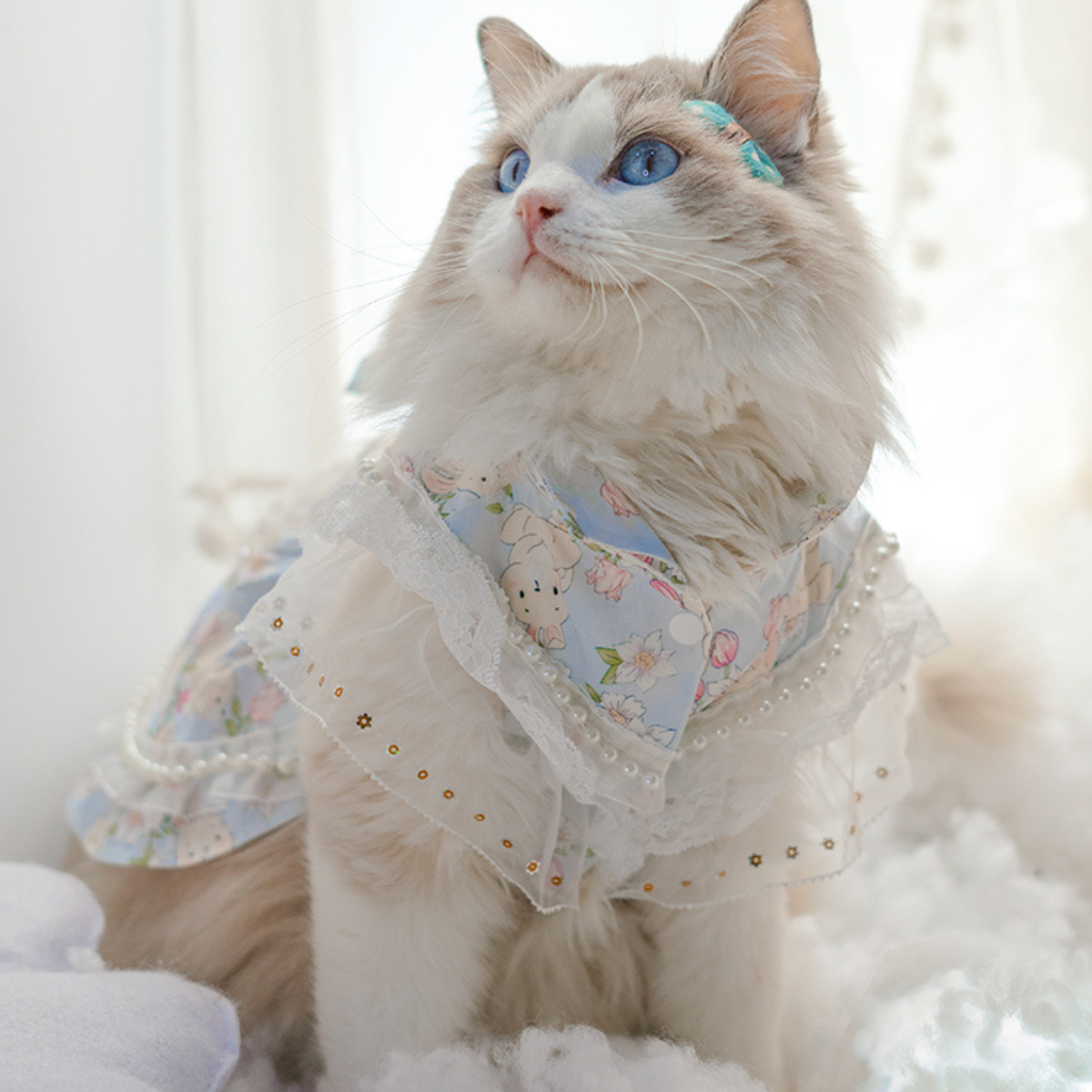 わた雲と陽だまりの夢