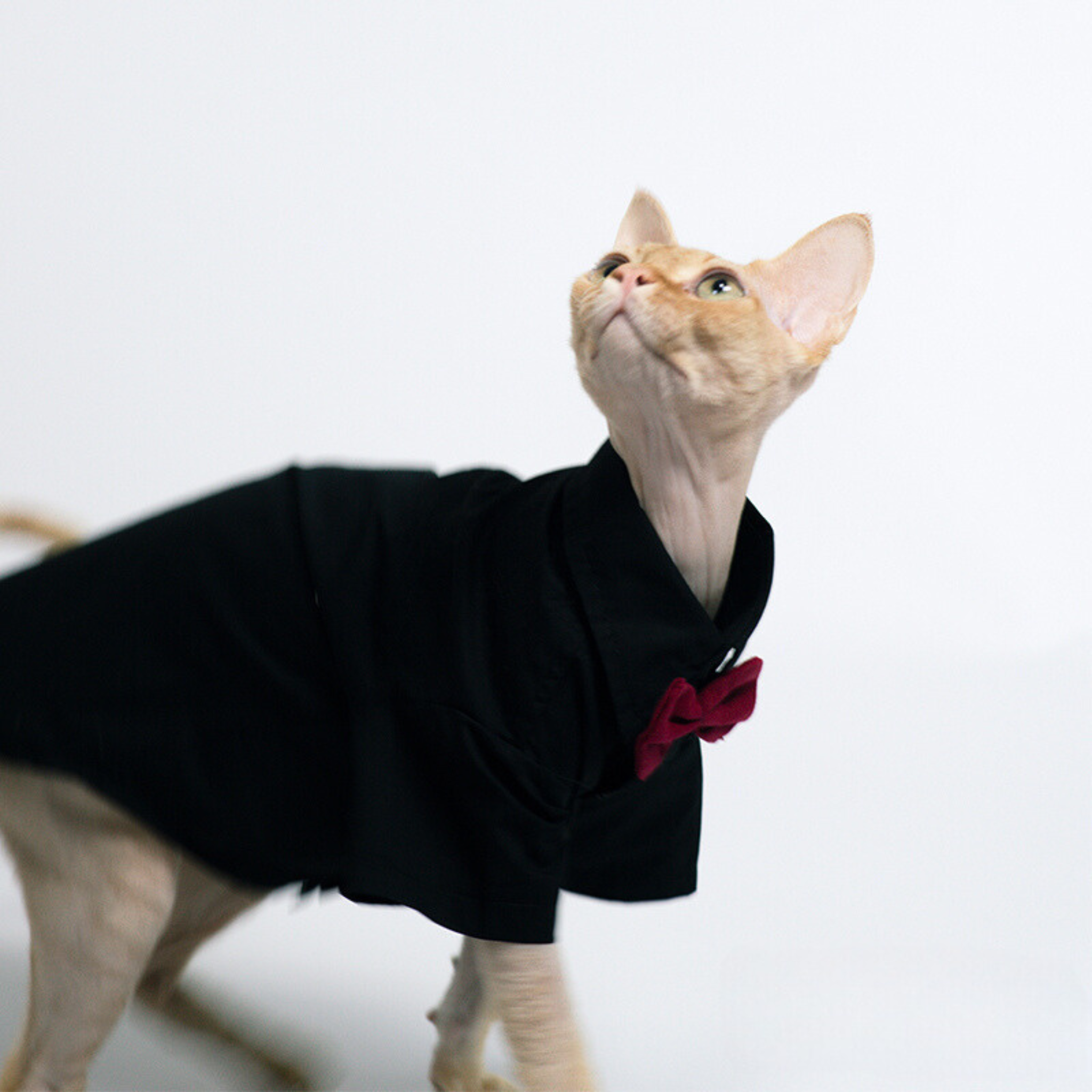 ロイヤルコンフォートキャットシャツ