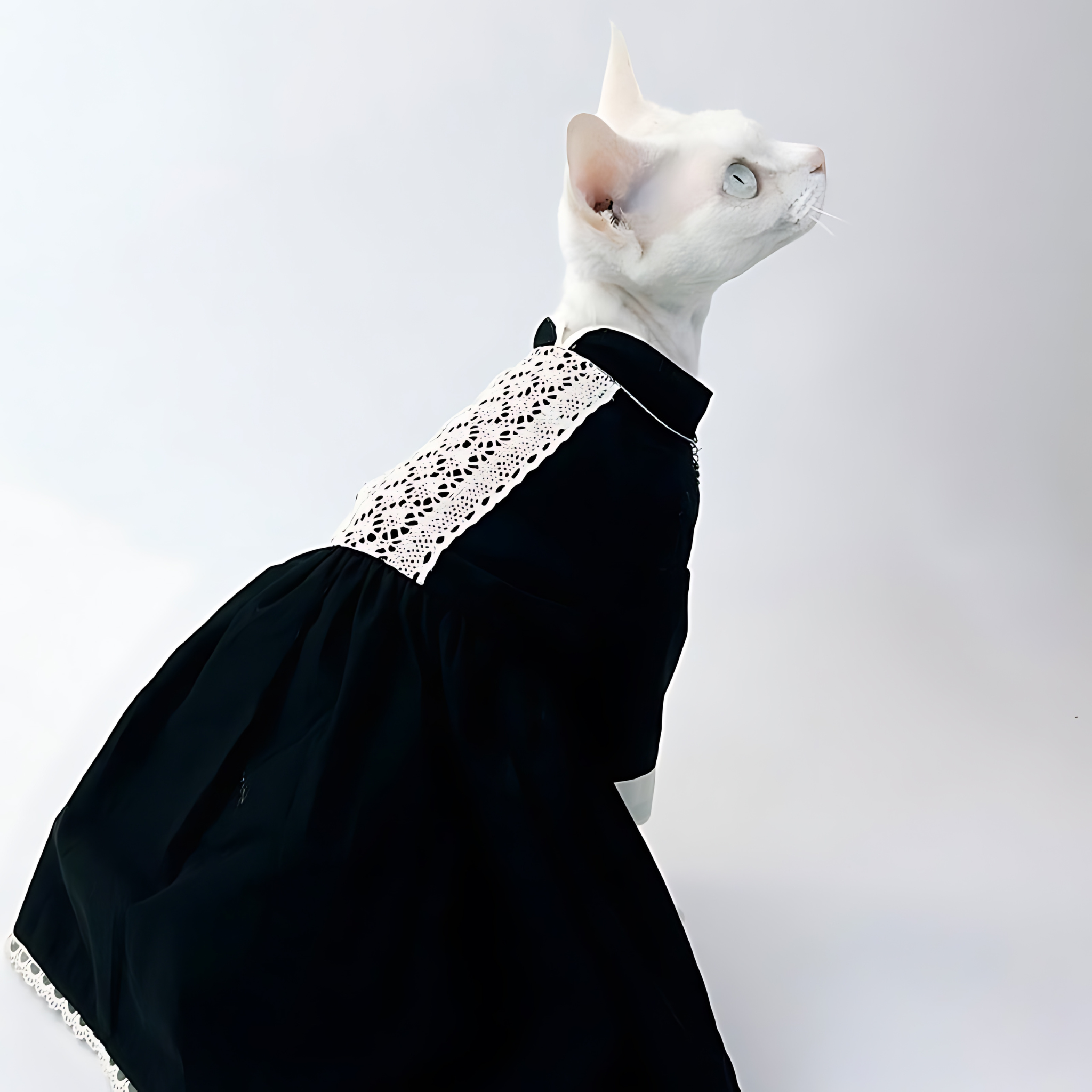 エレガントキャット・ブラックレースワンピース