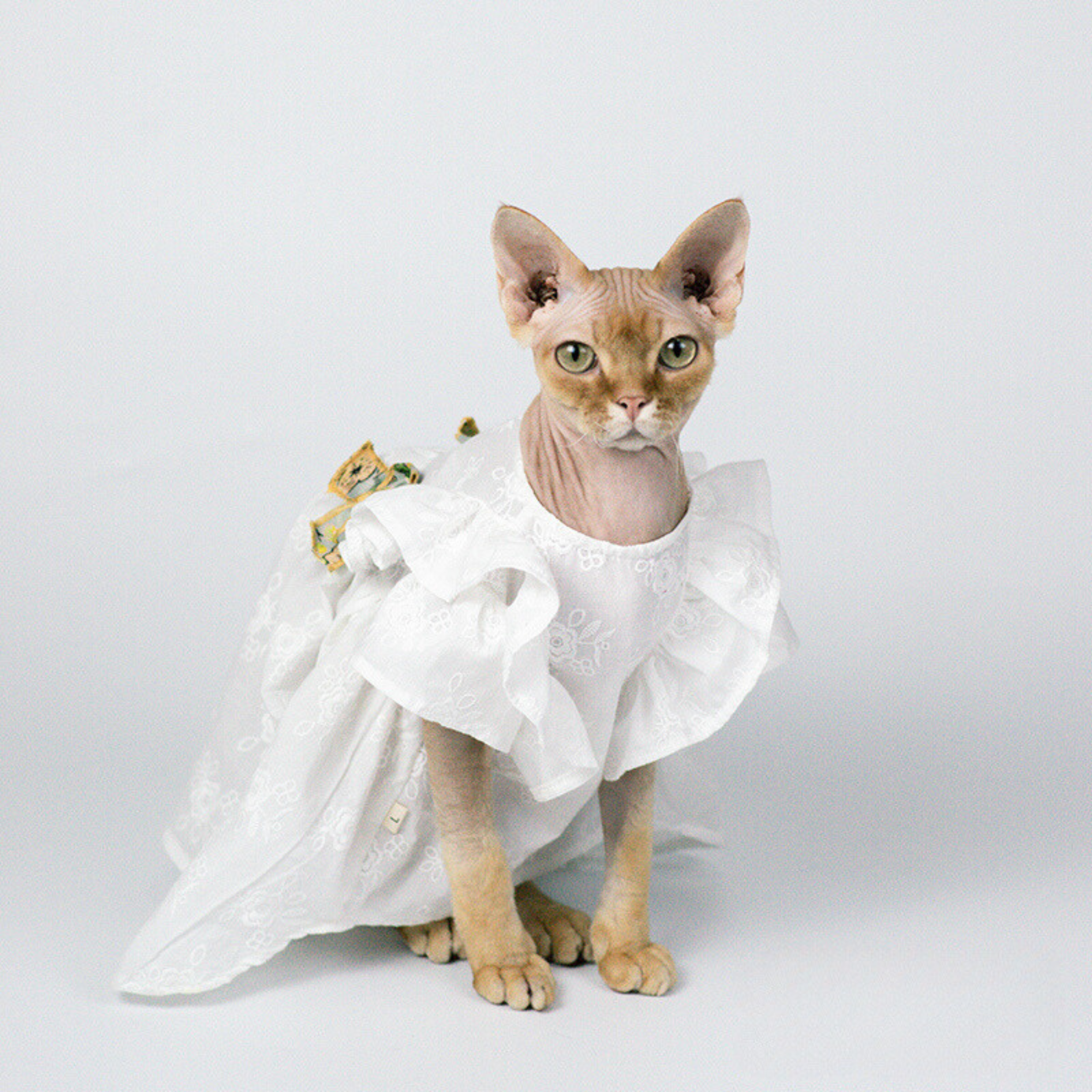 スイートキャット フレッシュドレス ワンピース