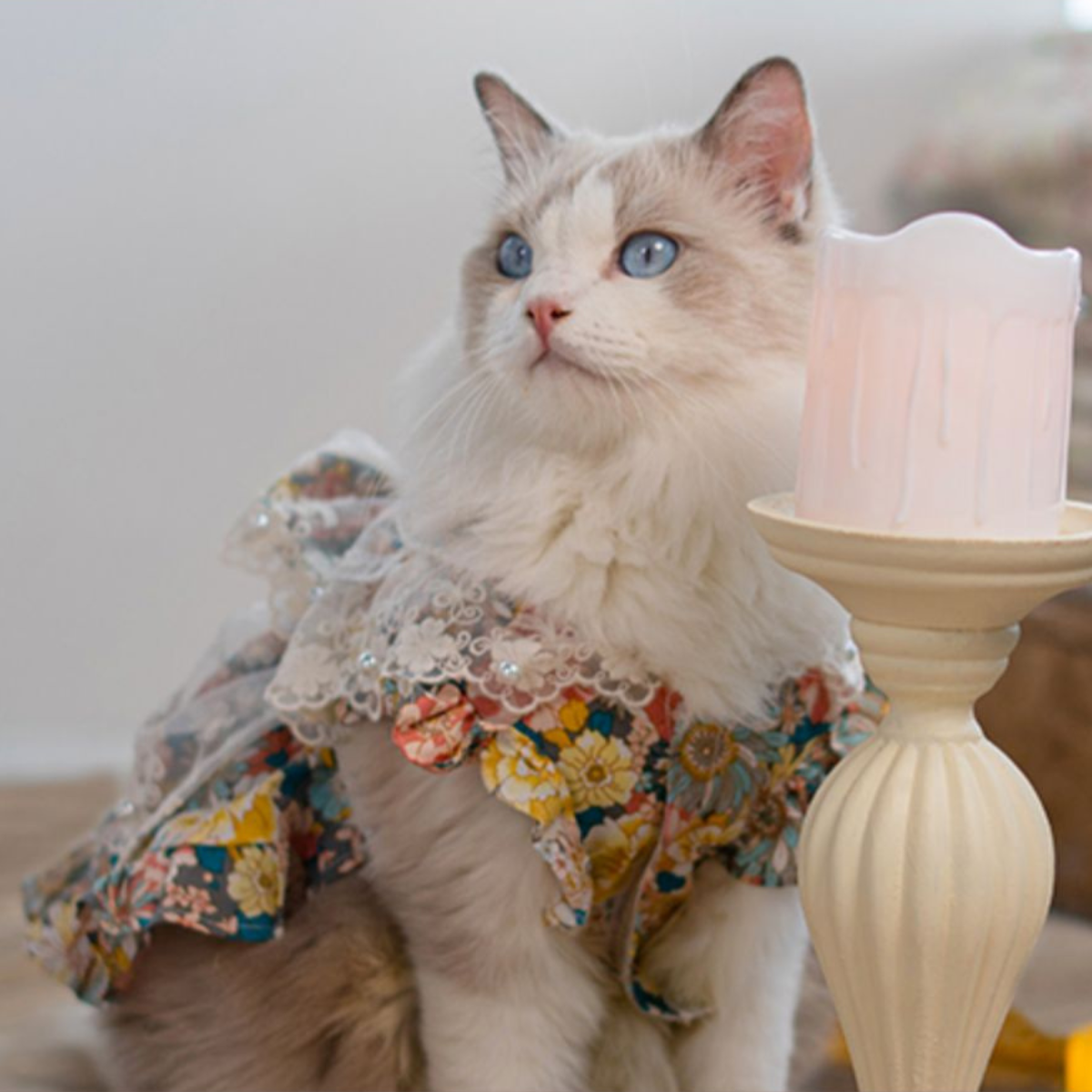 高台のガゼボより 海風と読書