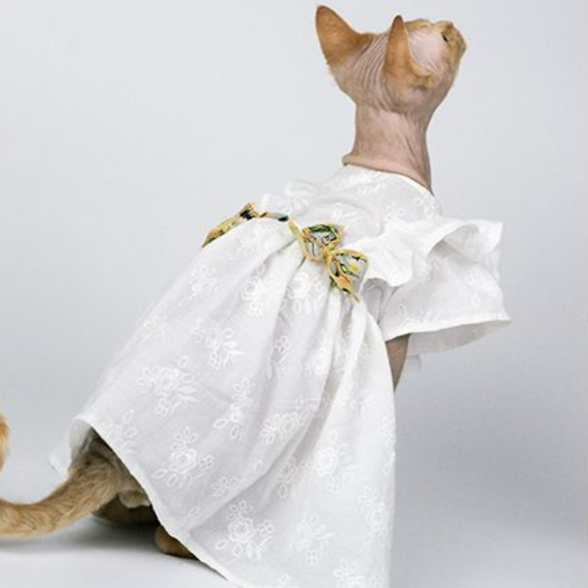 スイートキャット フレッシュドレス ワンピース