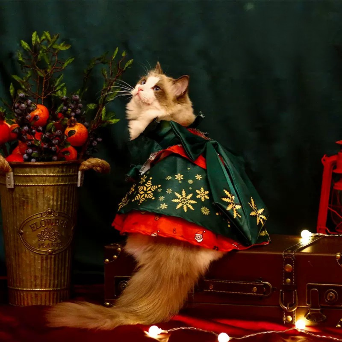 クリスマス・ウィッシュ ドレス