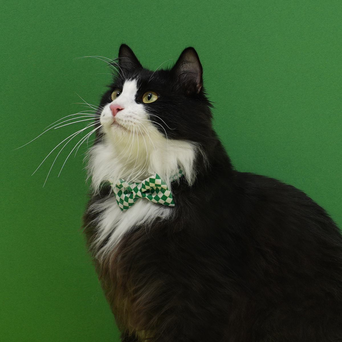 ドット柄蝶ネクタイ首輪