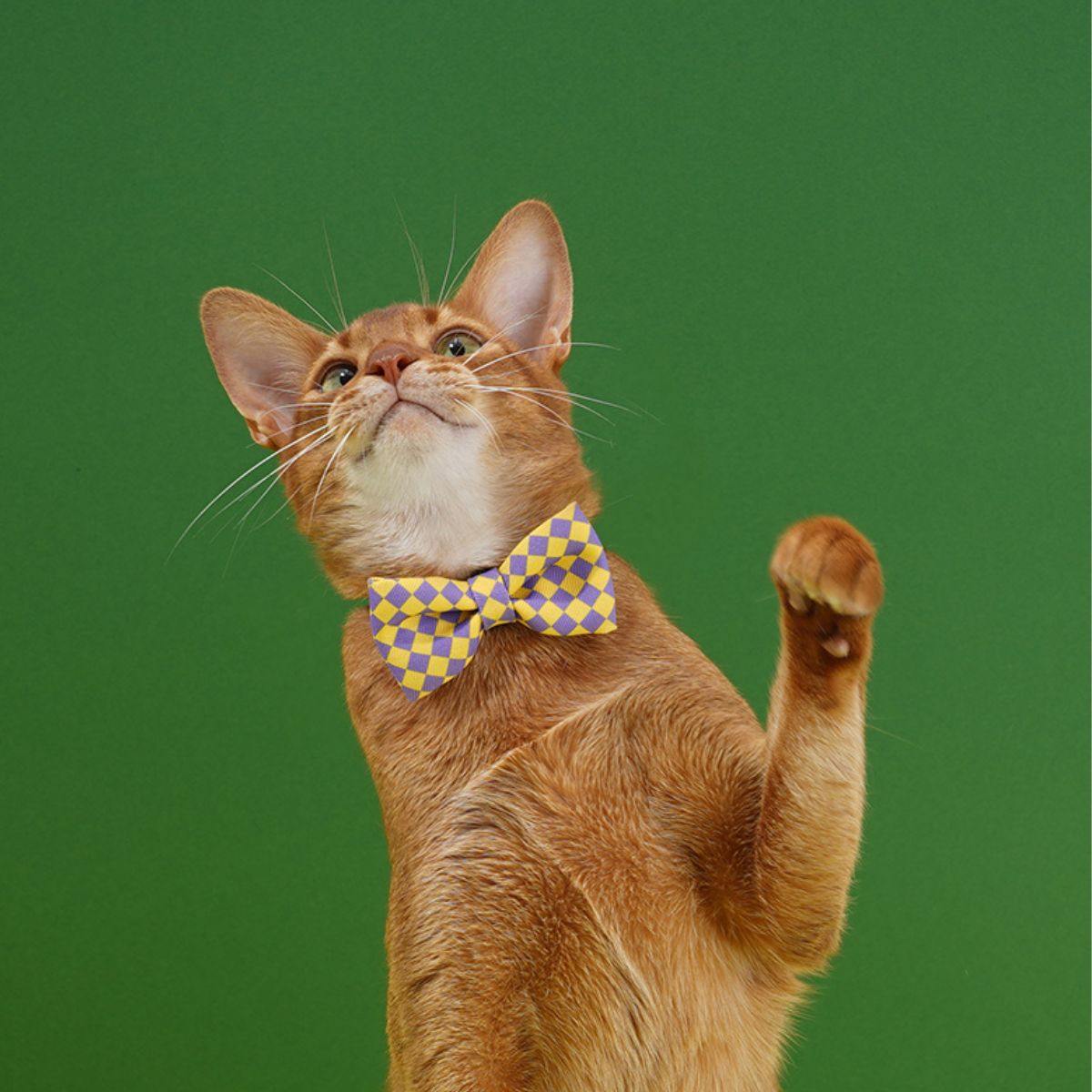 ドット柄蝶ネクタイ首輪