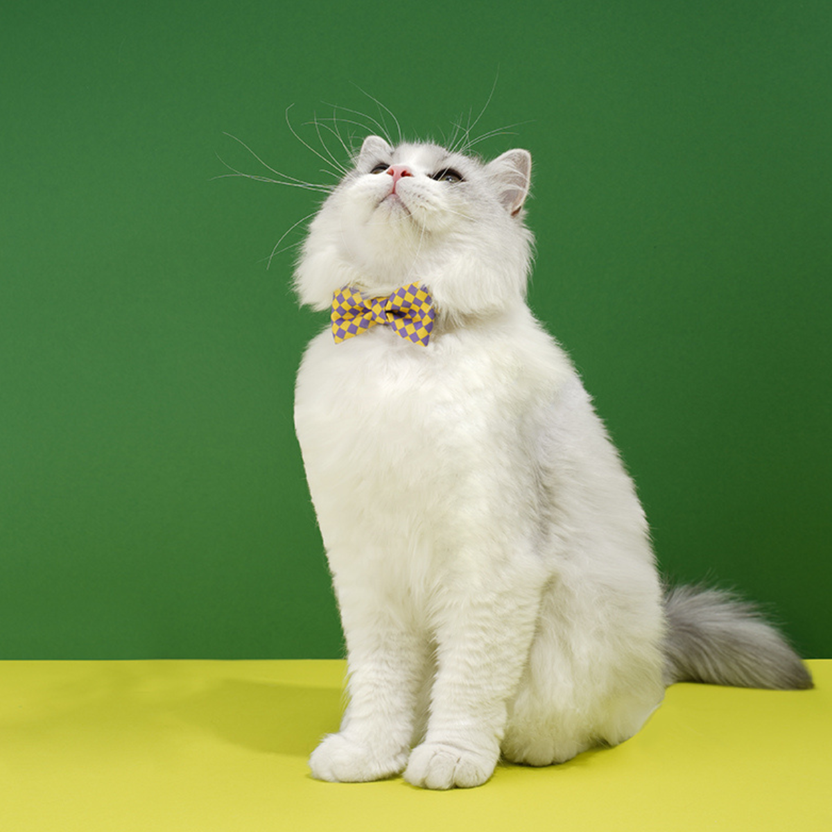 ドット柄蝶ネクタイ首輪