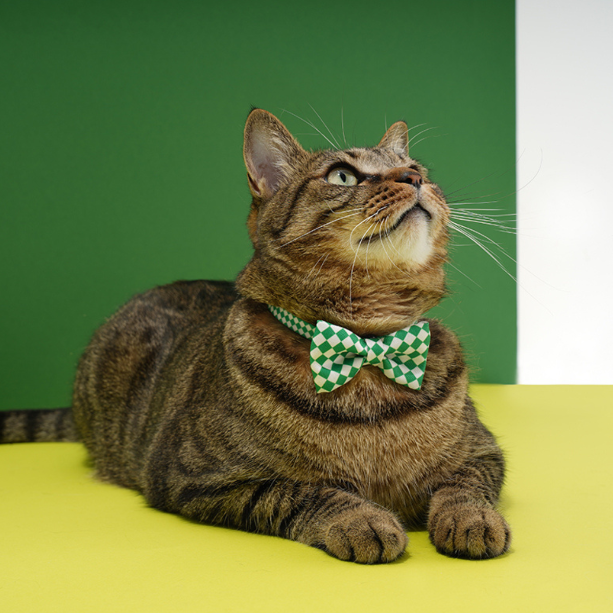 ドット柄蝶ネクタイ首輪