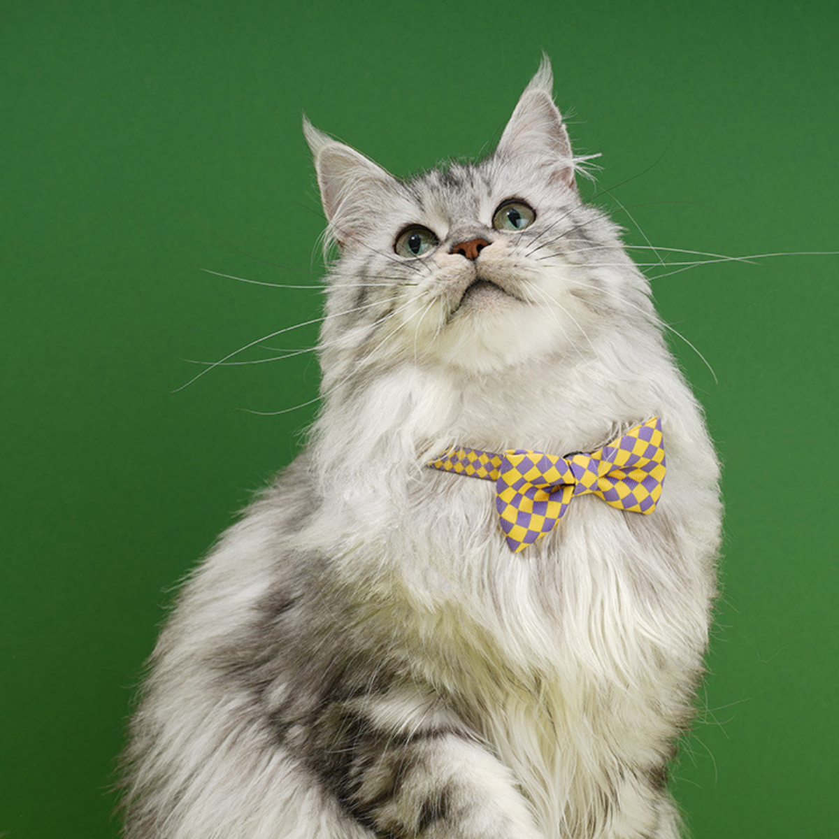 ドット柄蝶ネクタイ首輪