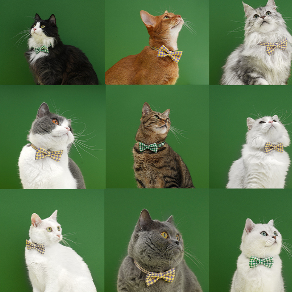 ドット柄蝶ネクタイ首輪